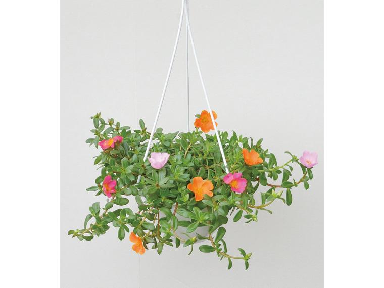 花鉢・ポーチュラカ(花色ミックス)  1鉢